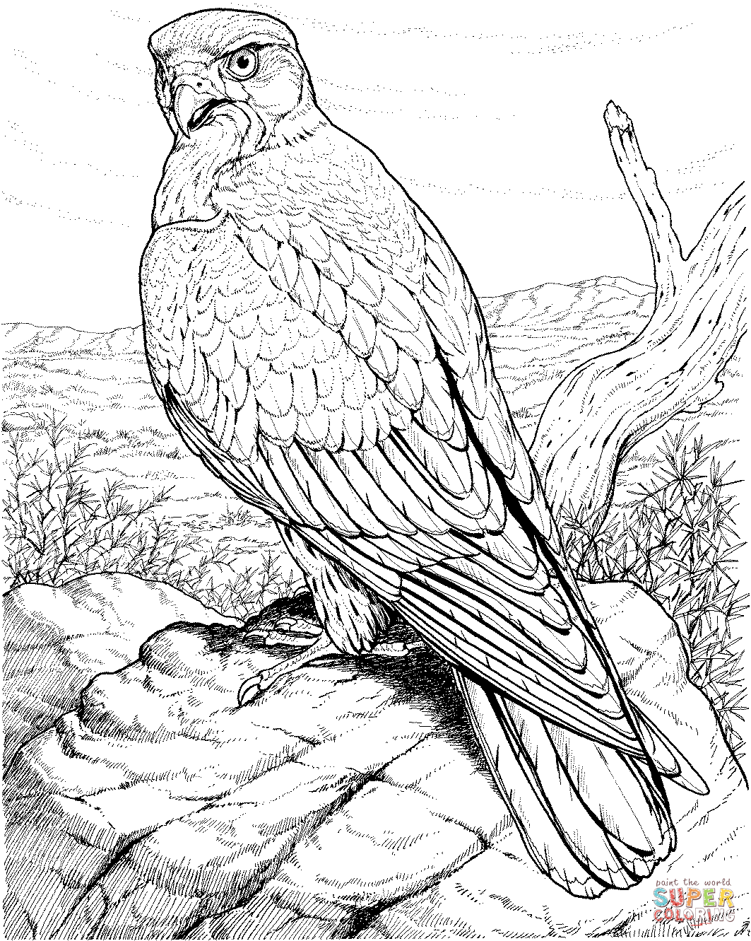 Red-tailed Hawk coloring #9, Download drawings