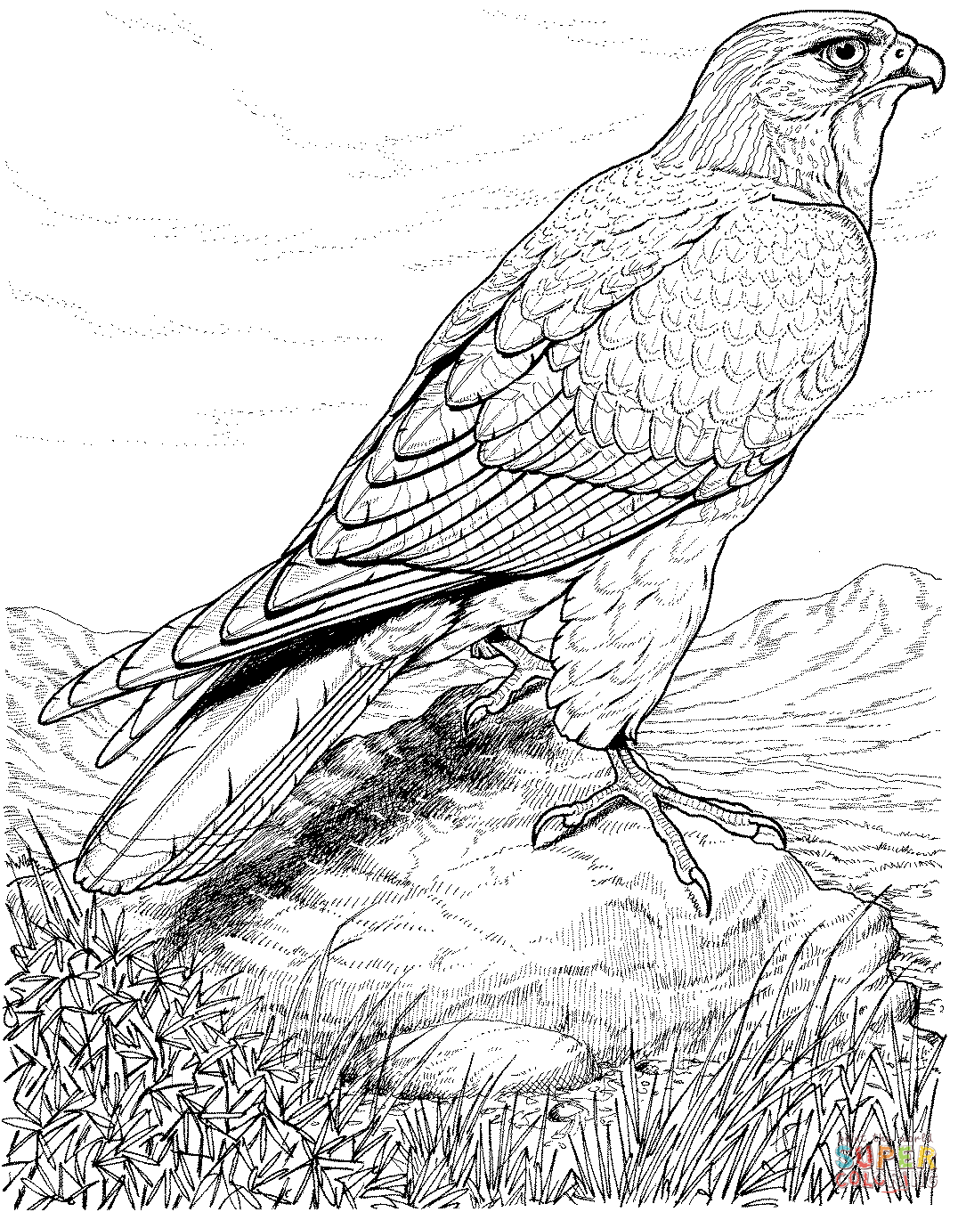 Harris's Hawk coloring #13, Download drawings