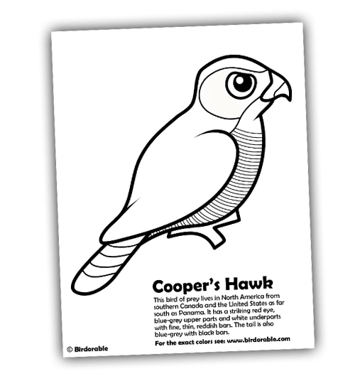 Cooper's Hawk coloring #20, Download drawings