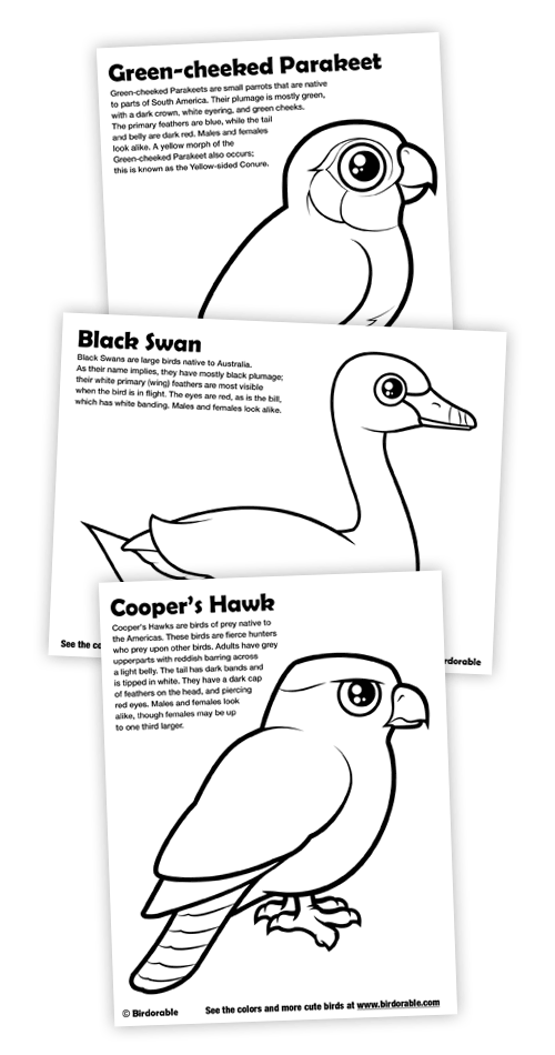 Cooper's Hawk coloring #3, Download drawings