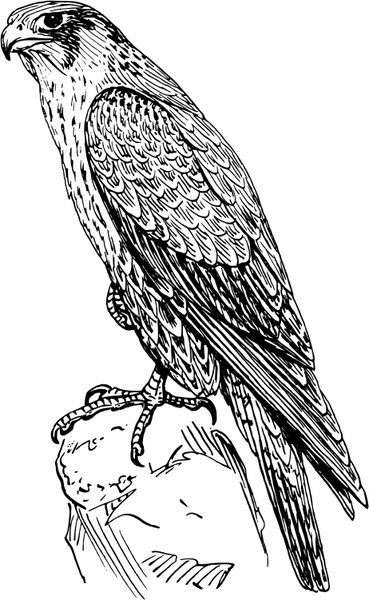 Peregrine Falcon svg #19, Download drawings