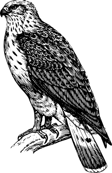 Cooper's Hawk svg #19, Download drawings