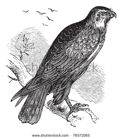 Cooper's Hawk svg #18, Download drawings