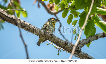 Coppersmith Barbet coloring #7, Download drawings