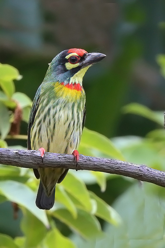 Coppersmith Barbet coloring #5, Download drawings