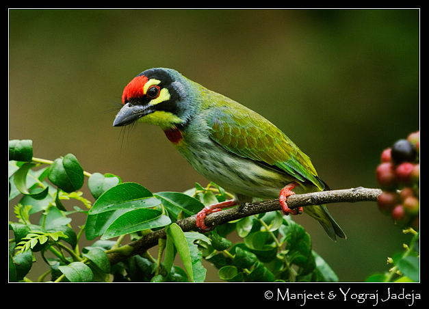 Coppersmith Barbet coloring #3, Download drawings