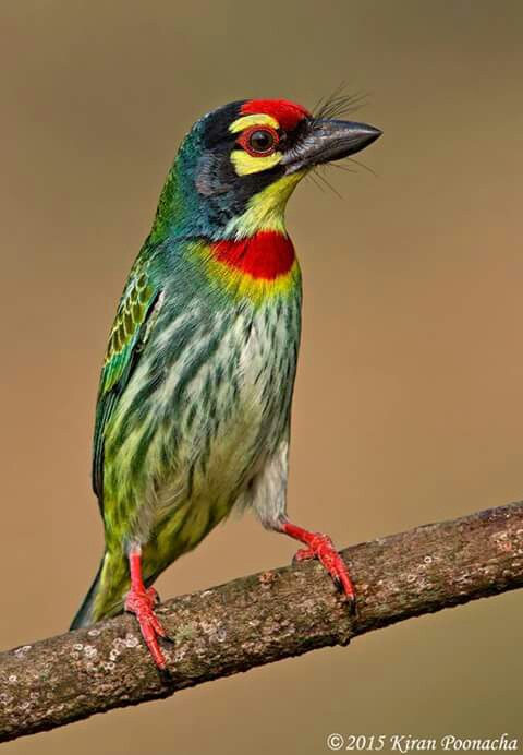 Coppersmith Barbet coloring #15, Download drawings