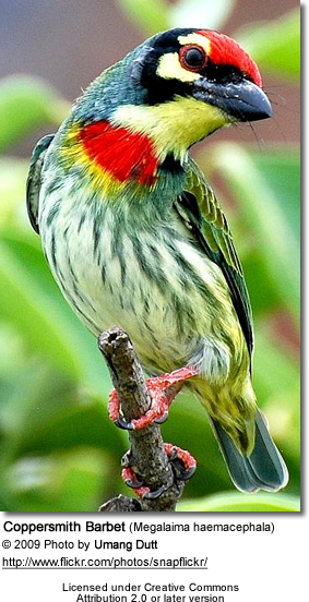Coppersmith Barbet coloring #10, Download drawings