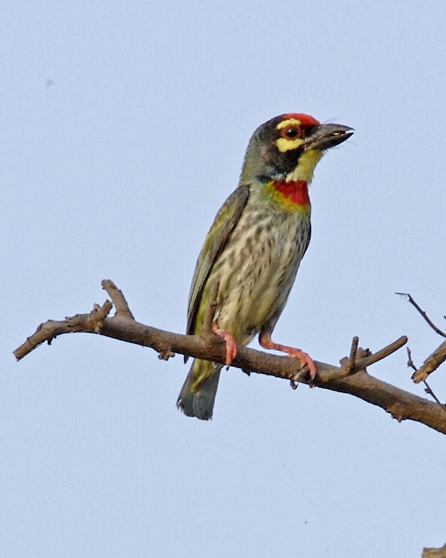 Coppersmith Barbet svg #15, Download drawings