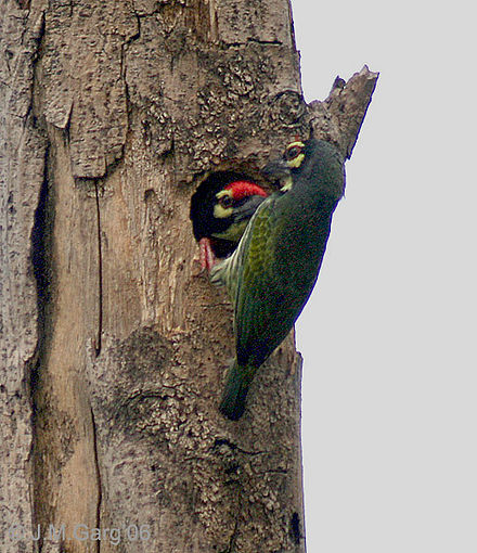 Coppersmith Barbet svg #16, Download drawings