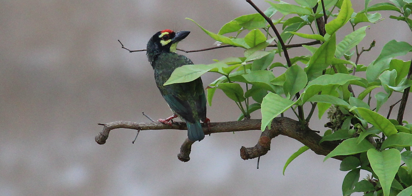 Coppersmith Barbet svg #6, Download drawings