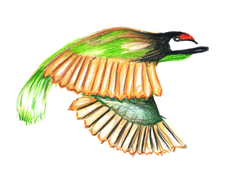 Coppersmith Barbet svg #4, Download drawings