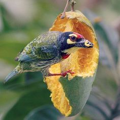 Coppersmith Barbet svg #2, Download drawings