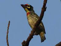 Coppersmith Barbet svg #9, Download drawings