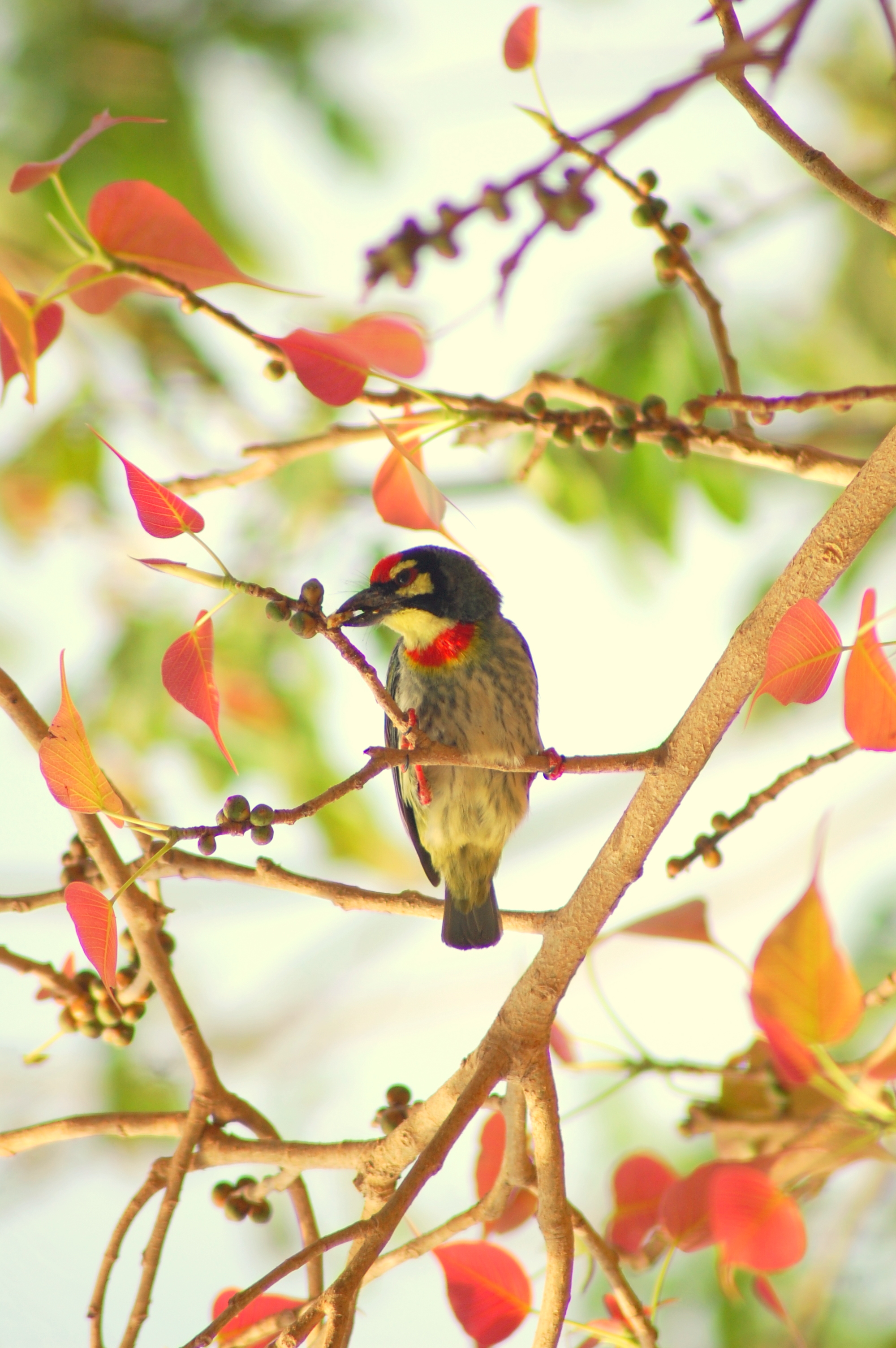 Coppersmith Barbet svg #7, Download drawings