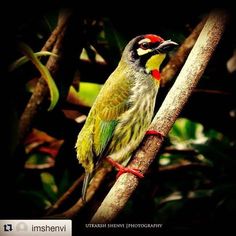 Coppersmith Barbet svg #13, Download drawings
