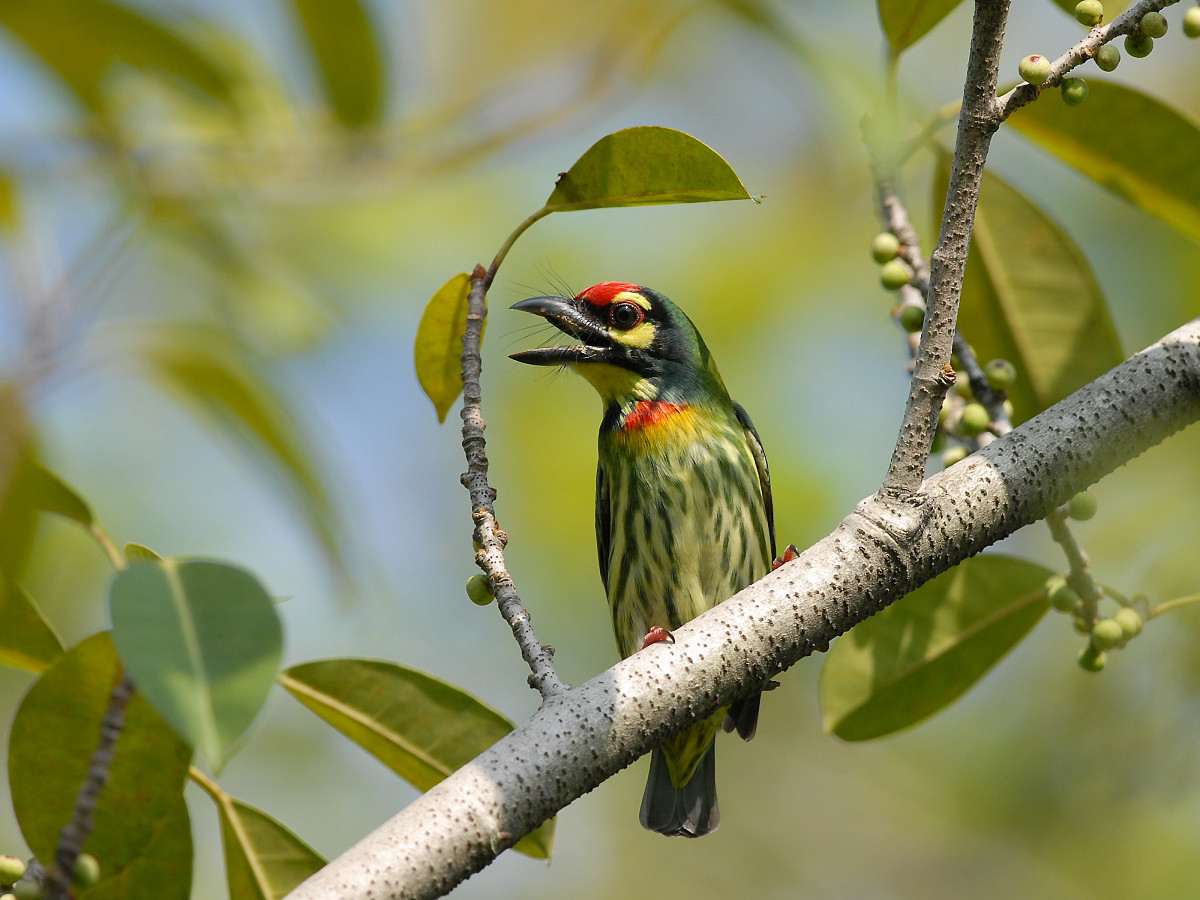 Coppersmith Barbet svg #12, Download drawings