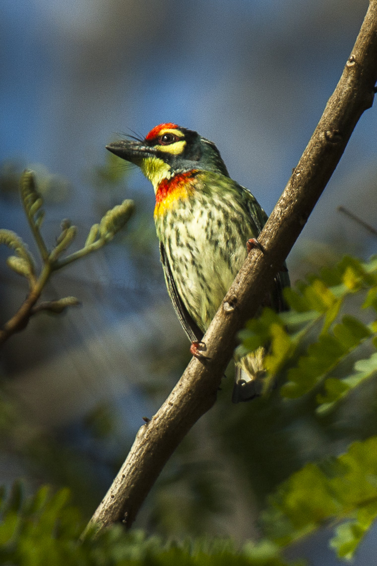 Coppersmith Barbet svg #10, Download drawings