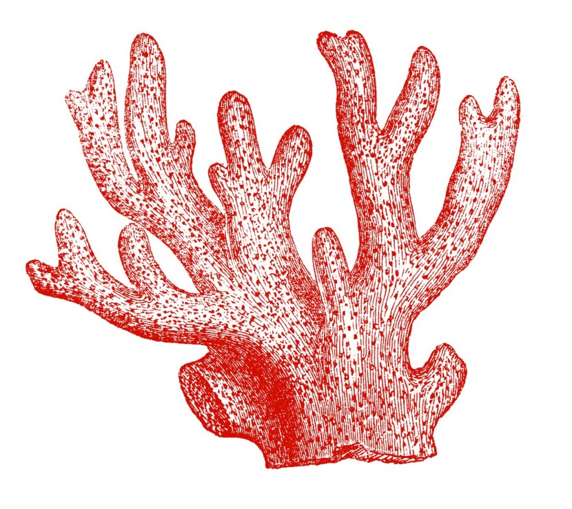 Coral clipart #16, Download drawings
