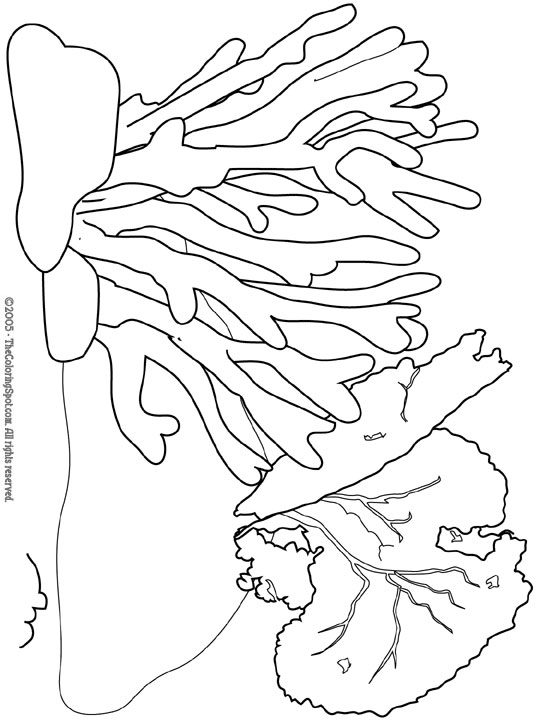 Coral coloring #13, Download drawings