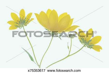 Coreopsis clipart #12, Download drawings