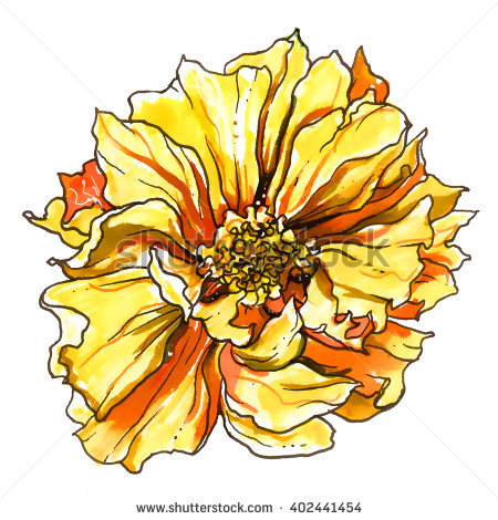 Coreopsis clipart #14, Download drawings