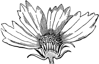 Coreopsis clipart #8, Download drawings