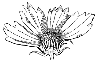 Coreopsis clipart #11, Download drawings