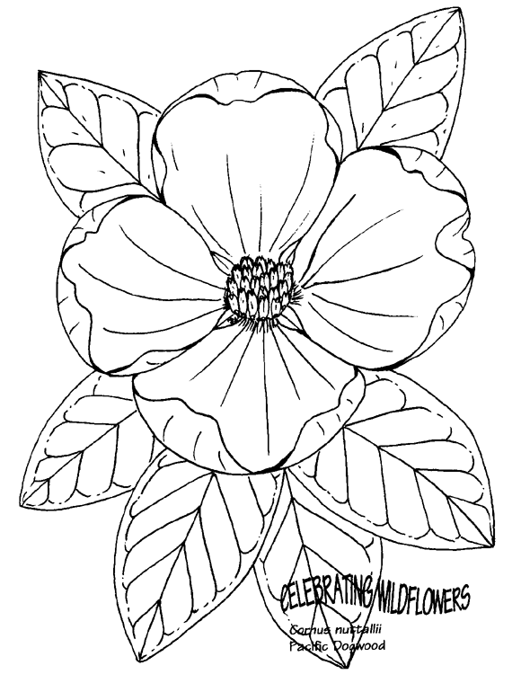 Coreopsis coloring #9, Download drawings