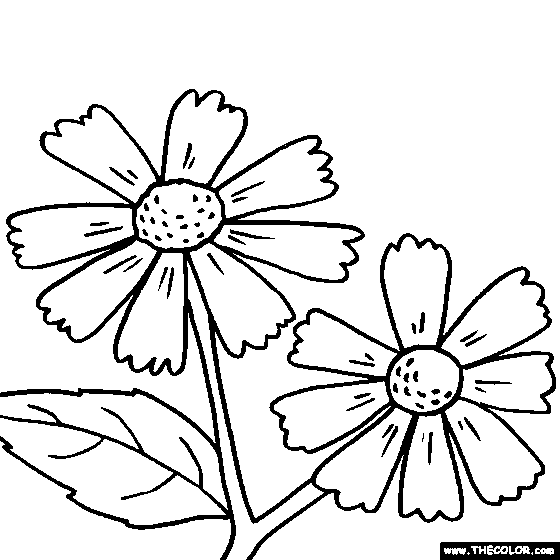 Coreopsis coloring #18, Download drawings