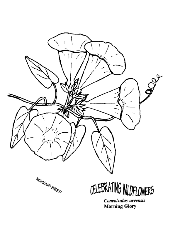 Coreopsis coloring #5, Download drawings