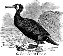 Cormorant clipart #9, Download drawings