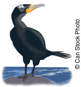 Cormorant clipart #18, Download drawings