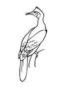 Cormorant coloring #18, Download drawings