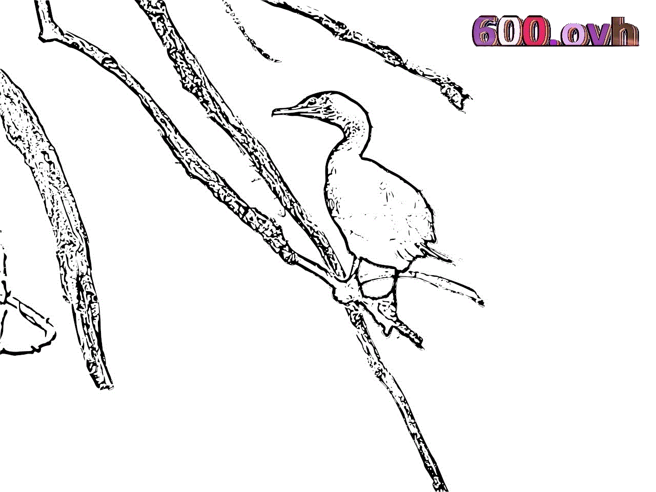 Cormorant coloring #9, Download drawings