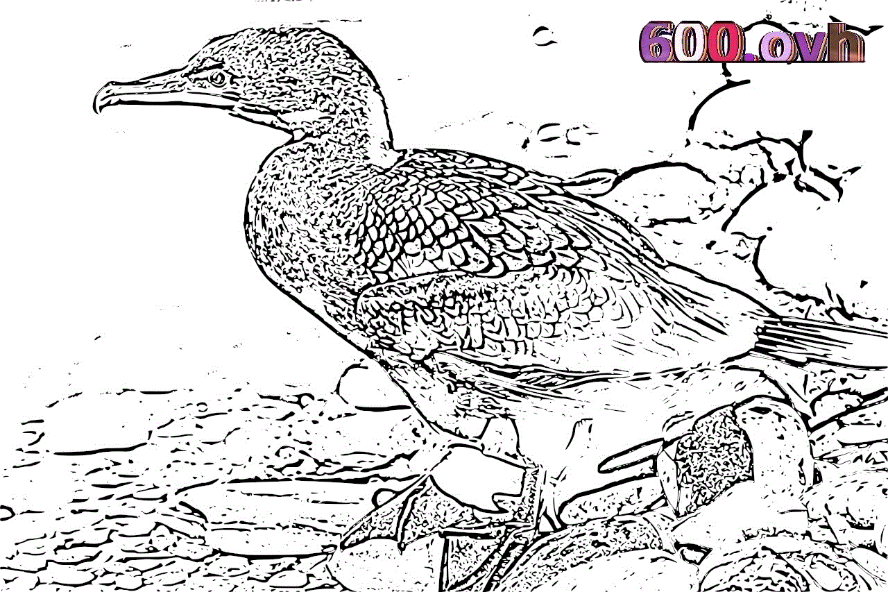 Cormorant coloring #10, Download drawings