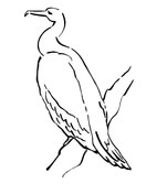 Cormorant coloring #5, Download drawings