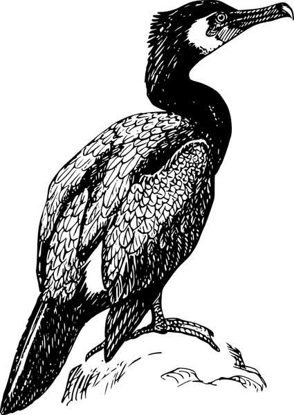 Cormorant svg #18, Download drawings