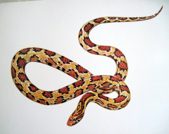 Corn Snake clipart #9, Download drawings
