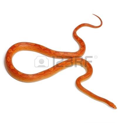 Corn Snake clipart #2, Download drawings