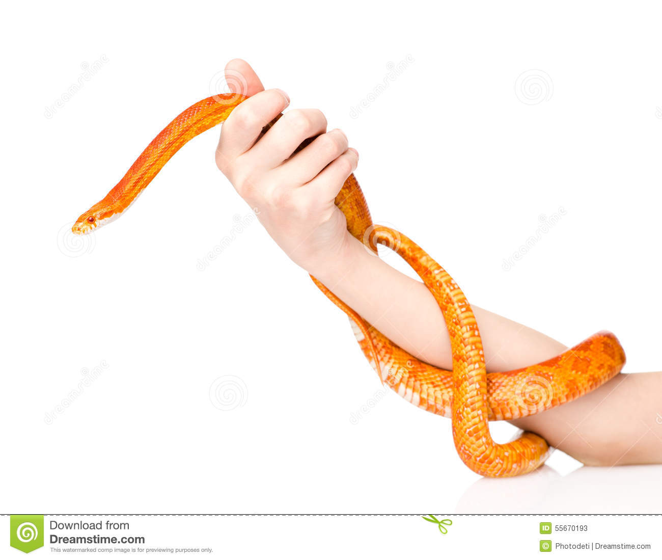 Corn Snake clipart #6, Download drawings
