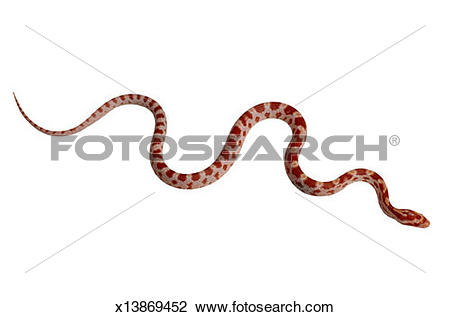 Corn Snake clipart #3, Download drawings