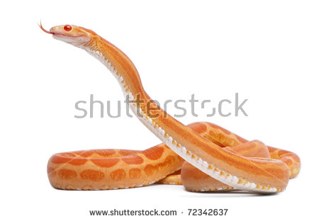 Corn Snake clipart #17, Download drawings