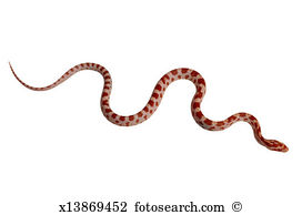 Corn Snake clipart #19, Download drawings