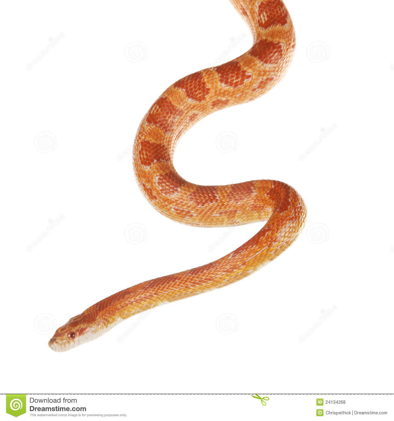 Corn Snake clipart #13, Download drawings
