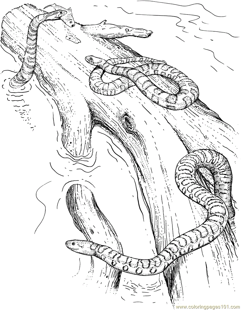 Corn Snake coloring #7, Download drawings