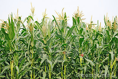 Cornfield clipart #11, Download drawings