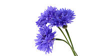 Cornflower clipart #20, Download drawings