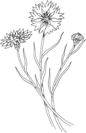 Cornflower coloring #20, Download drawings