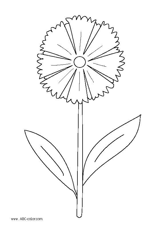Cornflower coloring #15, Download drawings